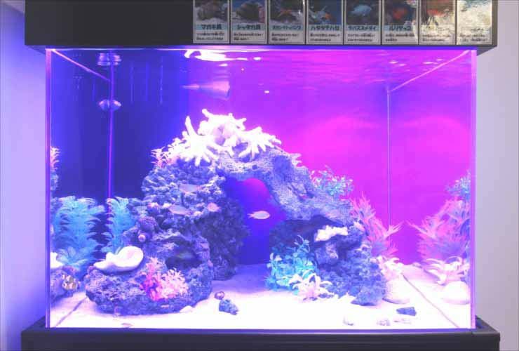 紫の照明に照らされた海水魚水槽と岩のレイアウト