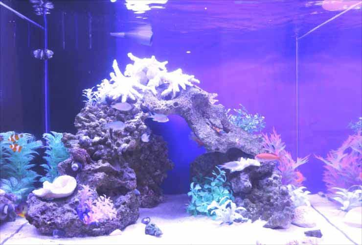 青い照明の海水魚水槽と岩のアーチレイアウト