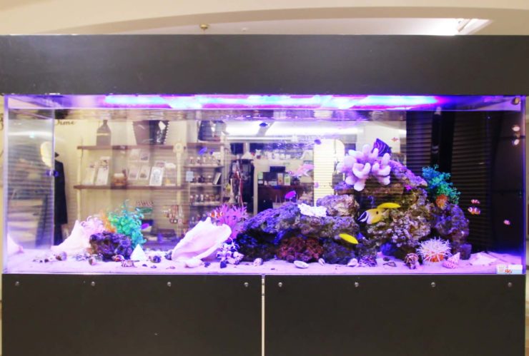 サンゴや熱帯魚が泳ぐ大型の海水魚水槽レイアウト