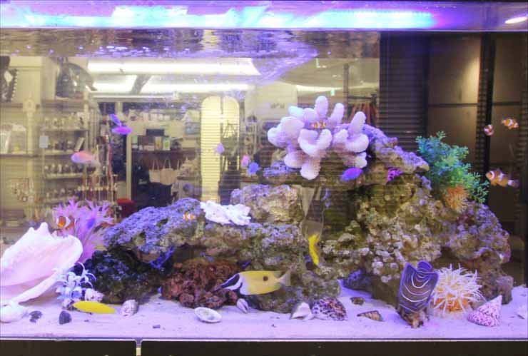 海水魚やサンゴを配置した華やかな海水水槽のレイアウト