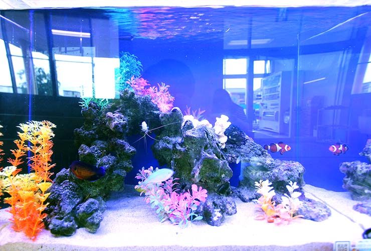 クマノミや海水魚が泳ぐ岩組みの海水魚水槽