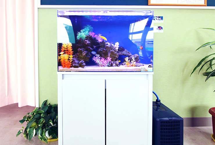 白い水槽台に設置された海水魚水槽と人工サンガのレイアウト