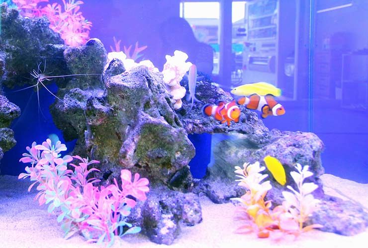 カクレクマノミと黄色い海水魚が泳ぐ岩組みの海水槽