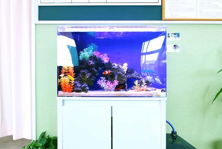 カクレクマノミと人工水草を配置した海水魚水槽の全景