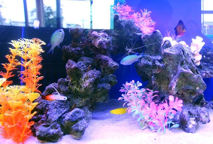 岩組とカラフルな人工水草を配置した海水魚水槽の全景