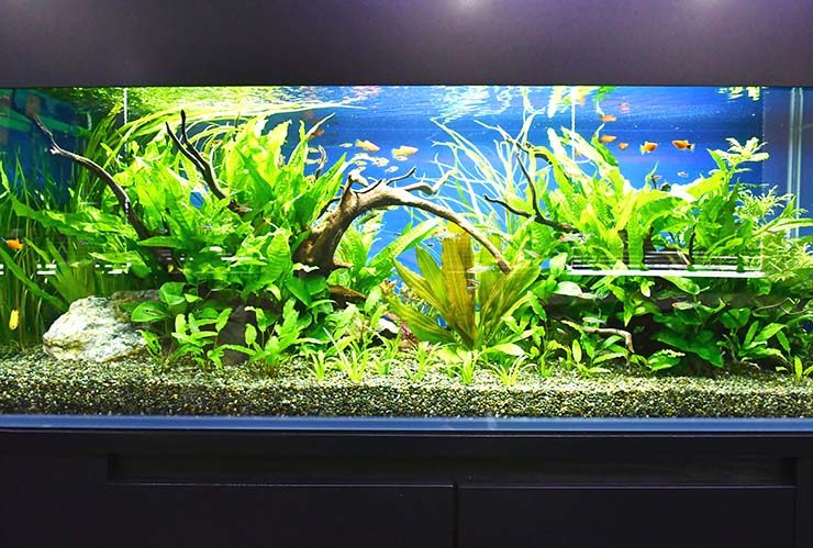 流木と水草が茂る水槽内を泳ぐ熱帯魚の群れ