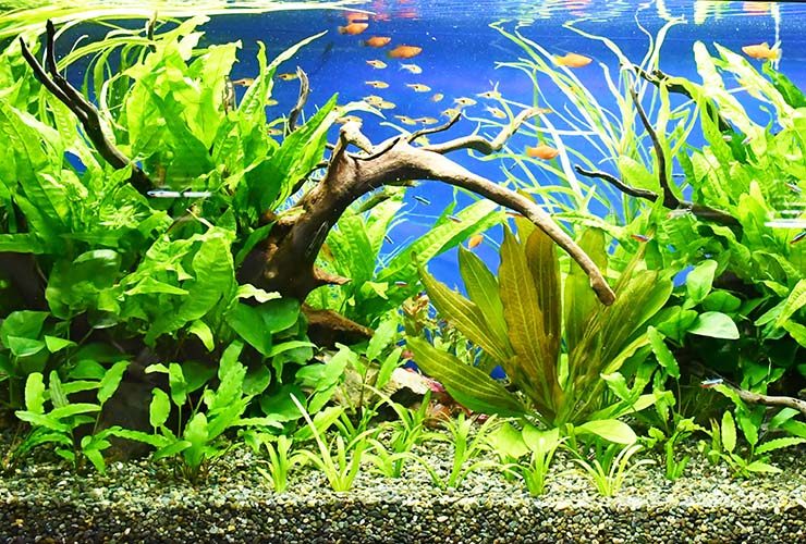 流木と水草が茂る水槽内を泳ぐ小型熱帯魚の群れ