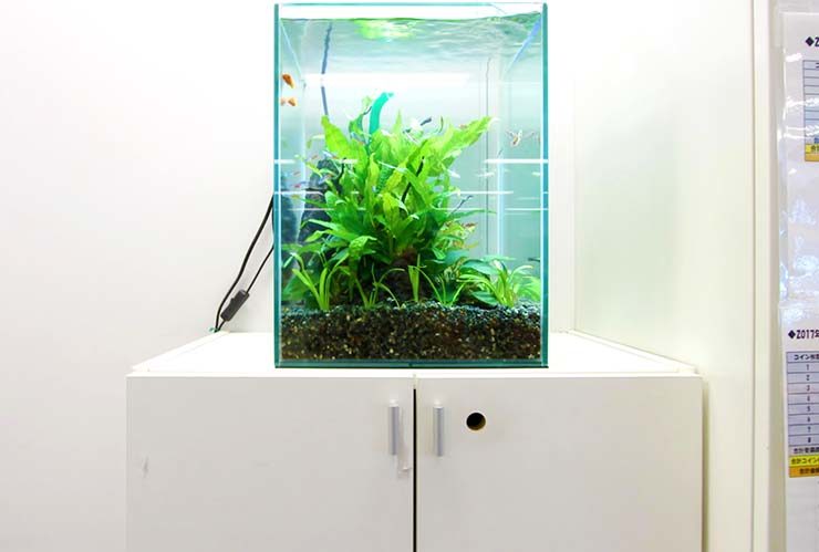 白い棚の上に設置された水草と小型魚の小型水槽