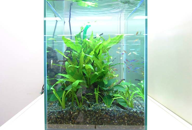 水草とネオンテトラの仲間が泳ぐ小型の淡水魚水槽