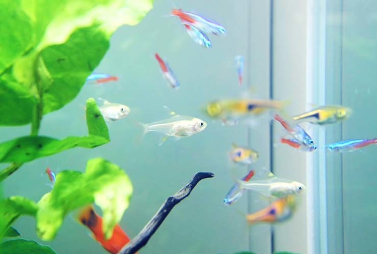 ネオンテトラの仲間や小型熱帯魚が泳ぐ水槽内景観