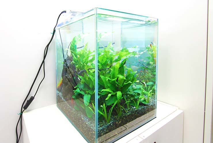 水草が茂る小型のフレームレス水槽と岩のレイアウト