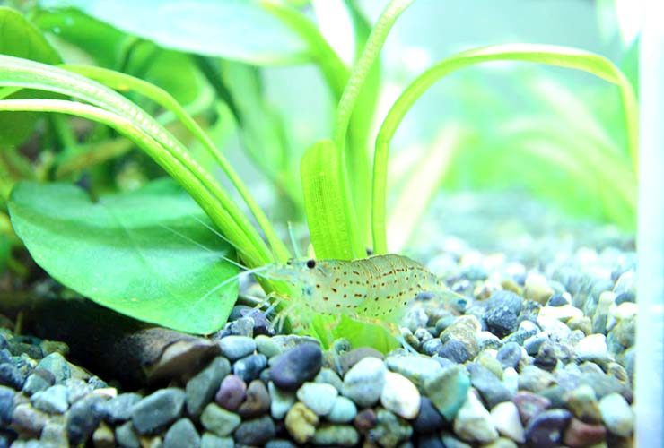 水草の根元にいるヤマトヌマエビと底砂の砂利