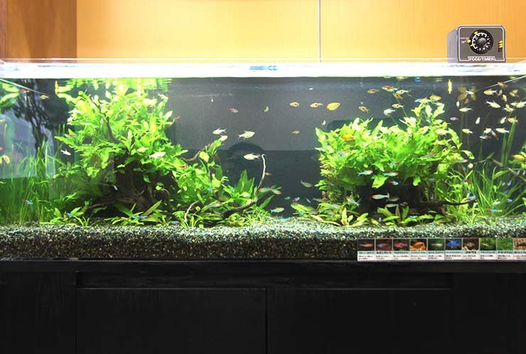 水草と小型カラシンが泳ぐ大型の淡水魚水槽