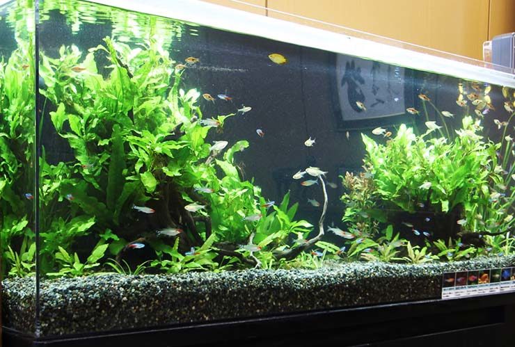 水草が茂る水槽内を泳ぐネオンテトラの仲間と小型熱帯魚群