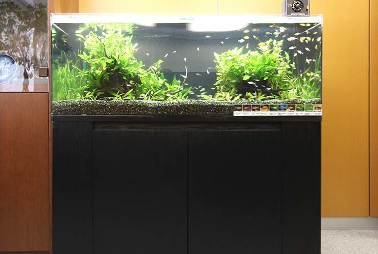 黒い水槽台に設置された水草と小型魚の大型水槽