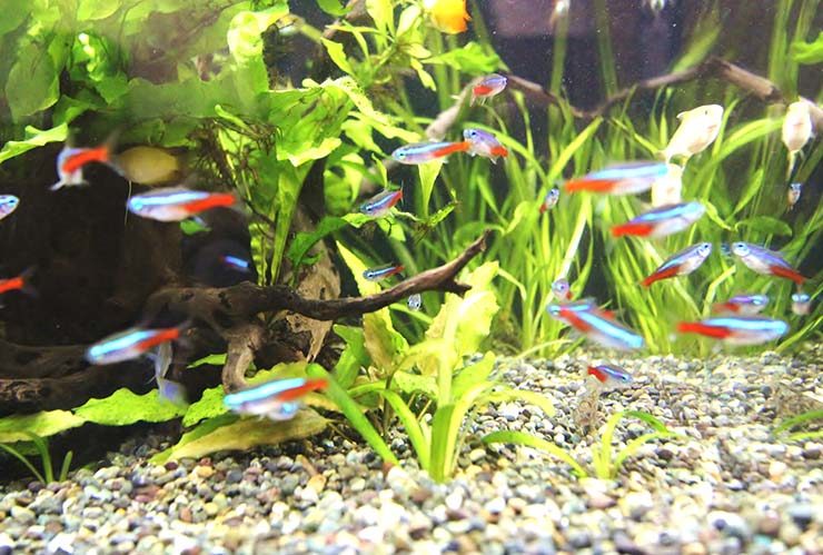 水草水槽を泳ぐネオンテトラの仲間と流木や底砂の景観