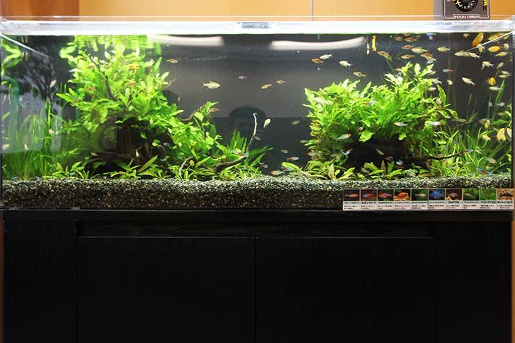 水草が茂る水槽内を泳ぐ小型カラシンと黒い水槽台