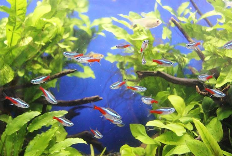 水草水槽を泳ぐネオンテトラの仲間と流木のレイアウト