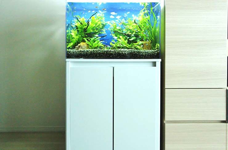 白い水槽台に設置された水草と小型魚の泳ぐ水槽