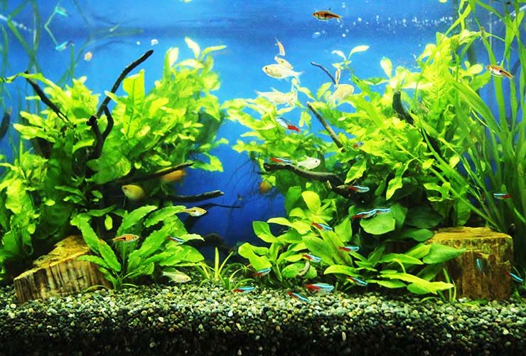 水草とネオンテトラの仲間が泳ぐ青い背景の水槽内景