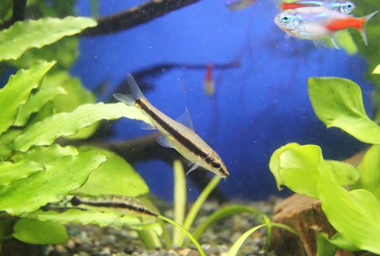 水草の間を泳ぐサイアミーズフライングフォックスと小型魚