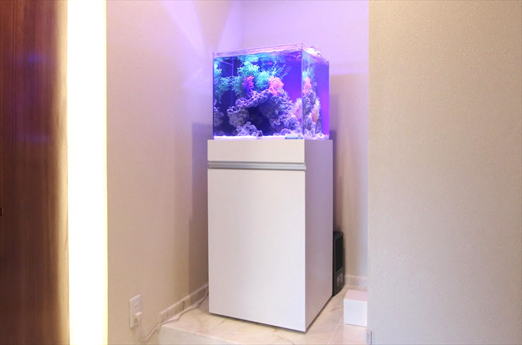 おしゃれでかわいい! キューブ水槽の水槽レンタル事例をご紹介します 水槽画像2