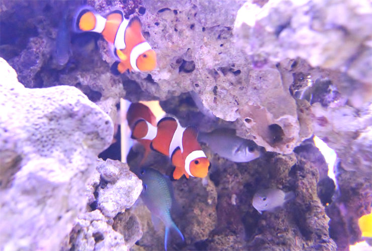 ライブロックの隙間を泳ぐクマノミと海水魚の群れ