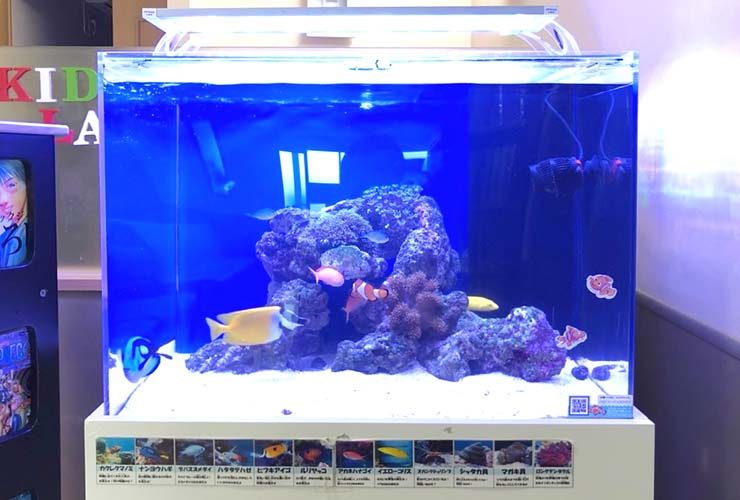 海水魚が泳ぐライブロックを配置した青い照明の水槽