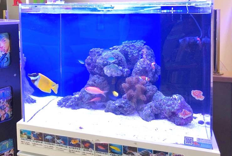 海水魚とライブロックを配置した青い背景の水槽