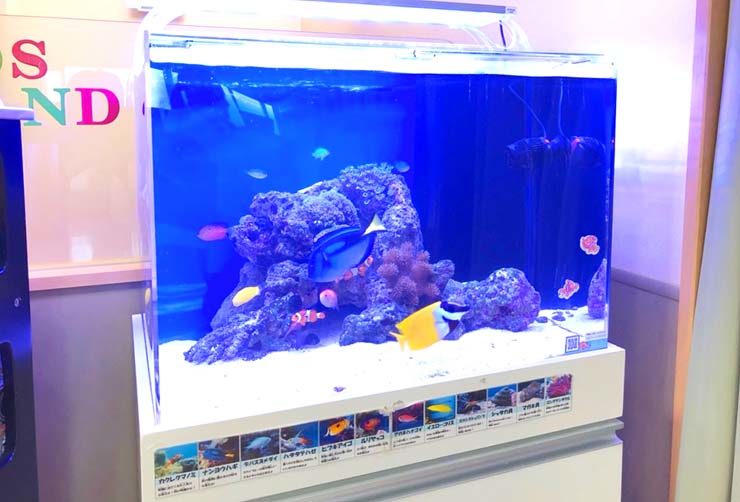 海水魚が泳ぐサンゴ岩と白い砂の海水魚水槽