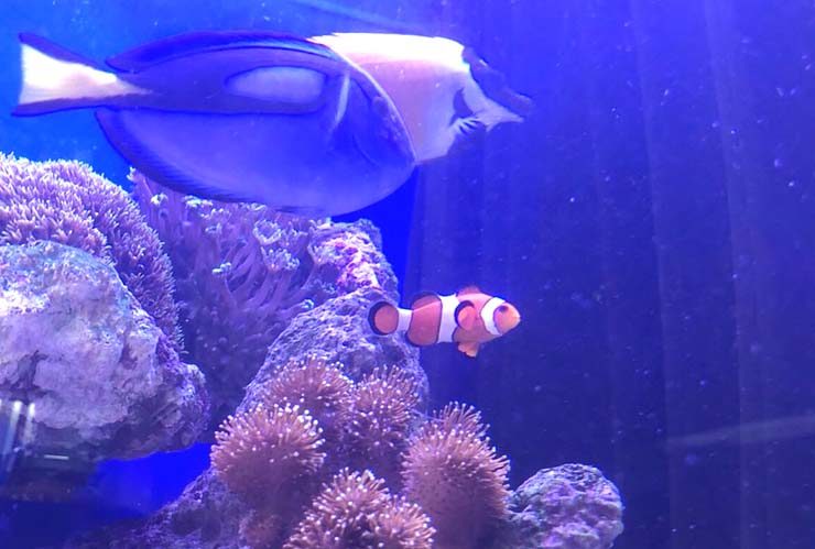 サンゴ礁を泳ぐクマノミとナンヨウハギの海水魚水槽