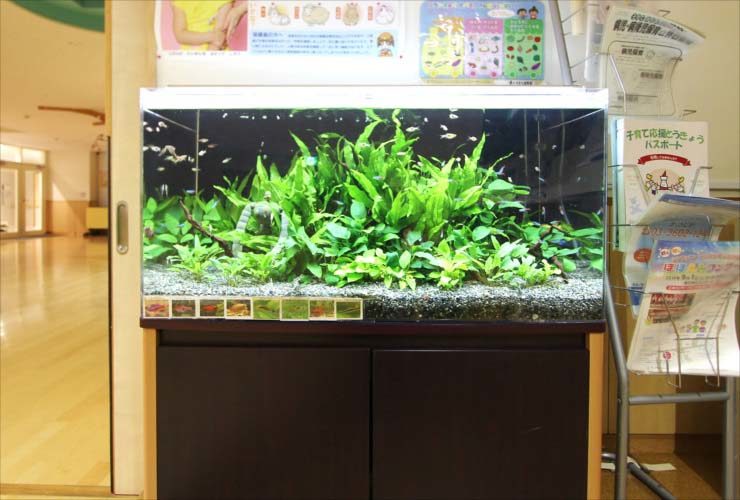 葛飾区　保育園　90cm淡水魚水槽レンタル　その後
