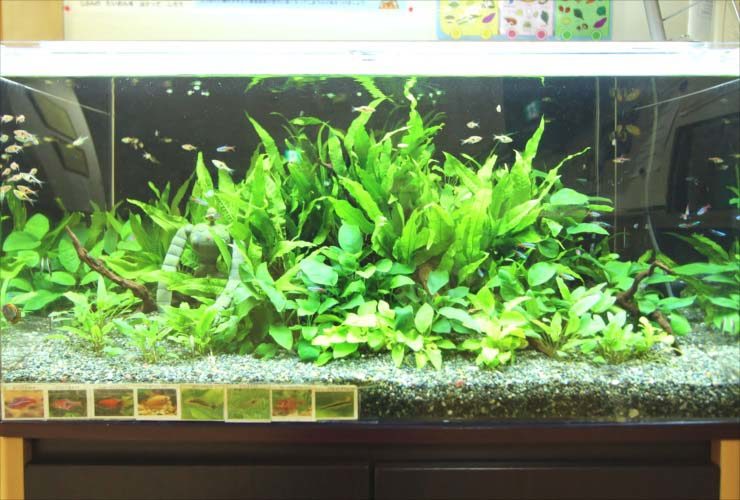 葛飾区 保育園 90cm淡水魚水槽レンタル その後 水槽画像2