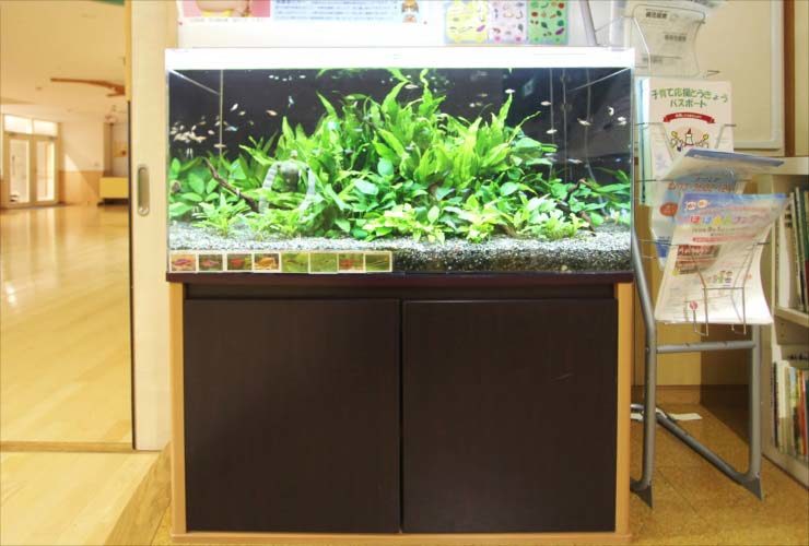 葛飾区 保育園 90cm淡水魚水槽レンタル その後 水槽画像3