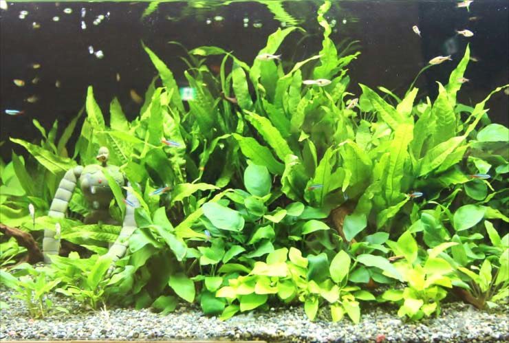 水草が茂る水槽内を泳ぐネオンテトラの仲間とロボット兵の置物