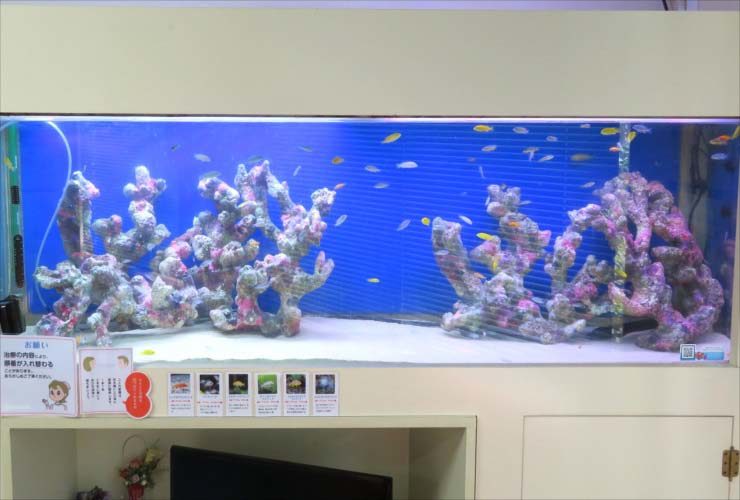 青い背景に岩礁と小型魚が泳ぐ大型の海水魚水槽