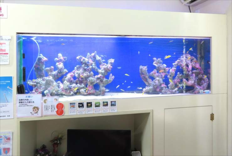 壁に埋め込まれた大型の海水魚水槽と泳ぐ熱帯魚