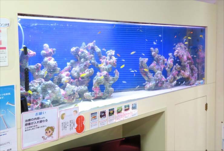 壁に埋め込まれた大型海水魚水槽とライブロックのレイアウト