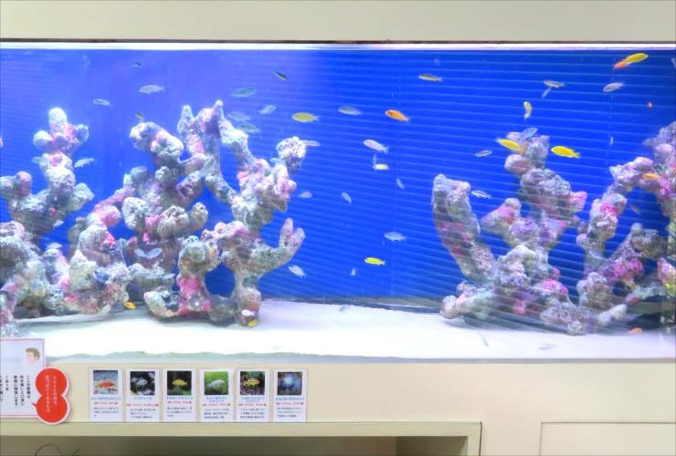 青い背景に岩礁と小型魚が泳ぐ大型の海水魚水槽