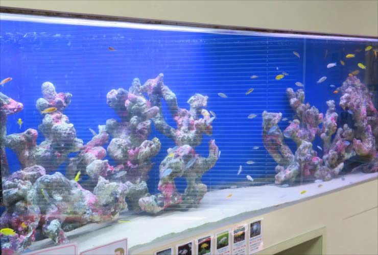 青い背景に岩礁と小型熱帯魚が泳ぐ大型の海水魚水槽