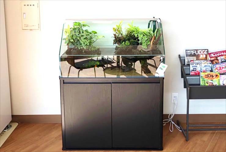 黒い水槽台に設置された植物の茂るアクアテラリウム水槽