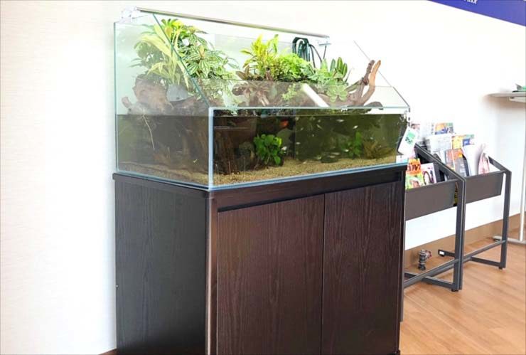 水草と流木を配置したアクアテラリウム水槽と専用台