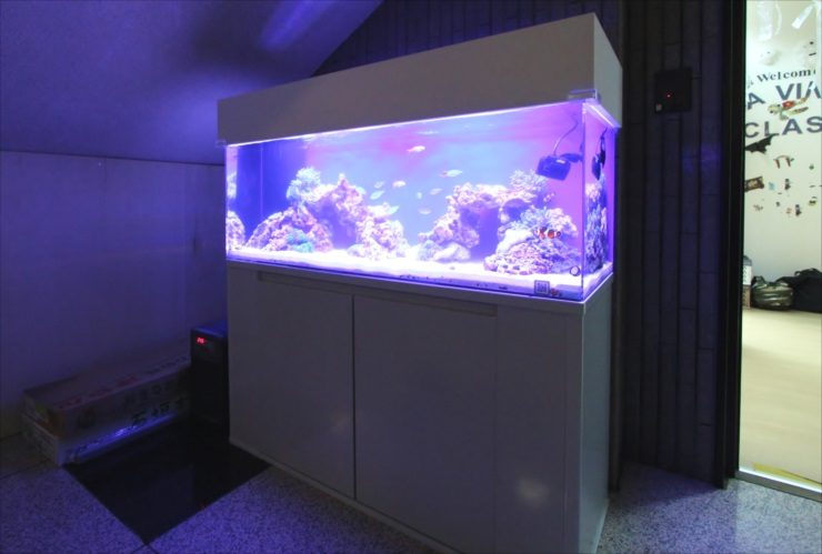 港区 インターナショナルスクール 120cm海水魚水槽 設置事例のサムネイル画像
