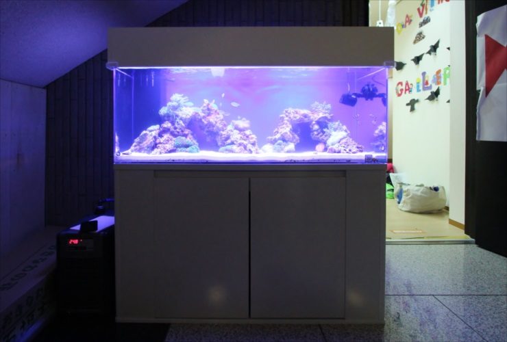 青い照明が灯る大型海水魚水槽と白い水槽台