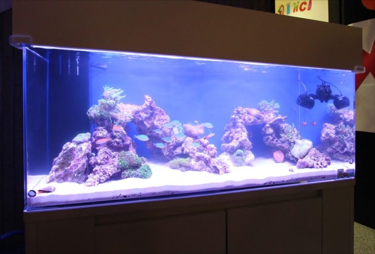 青い照明の海水魚水槽とライブロックのレイアウト