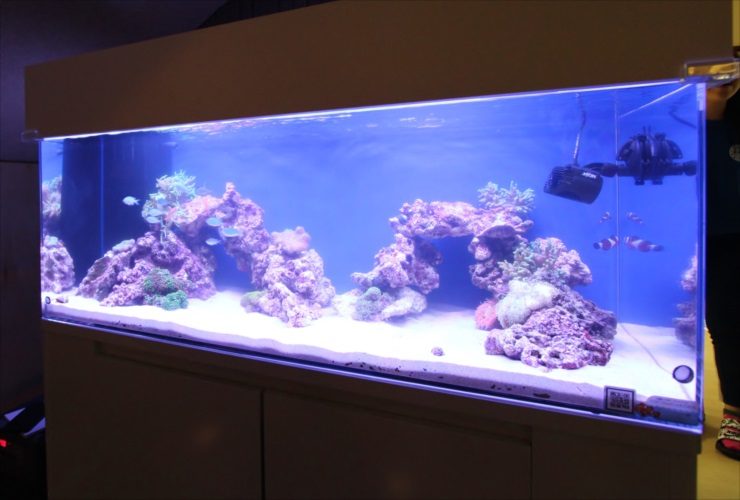 青い照明の海水魚水槽とライブロックのレイアウト