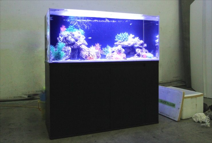 青い照明に照らされた海水魚水槽と黒い水槽台の全景