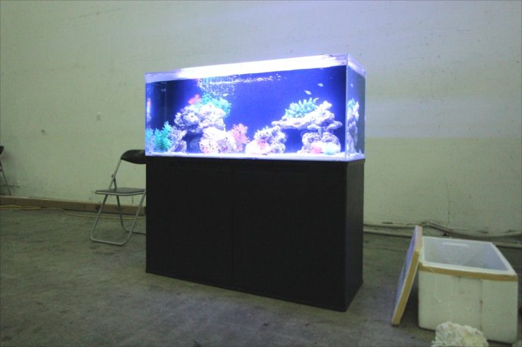 黒い水槽台に設置された青い照明の海水魚水槽