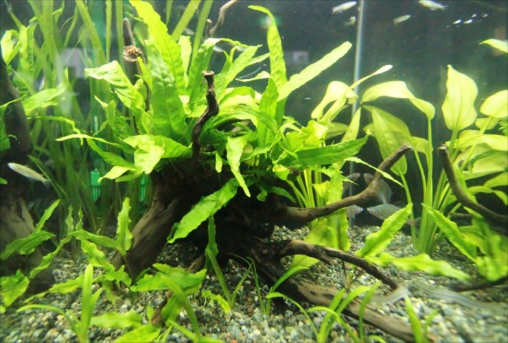 流木に活着した水草と泳ぐメダカの水槽レイアウト