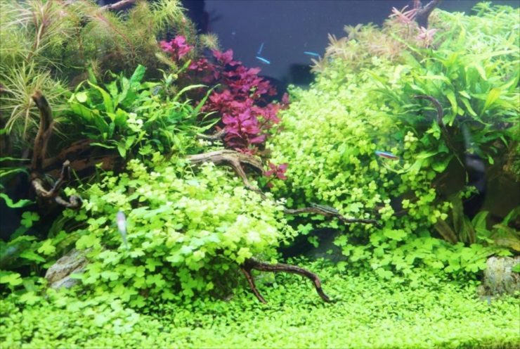 水草が茂る水槽内を泳ぐネオンテトラの仲間と流木